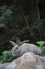 大久野島のうさぎ