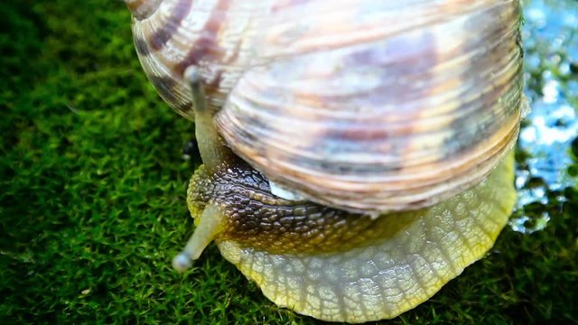 Cute slow motion of little snail crowling on the moss and moving great horns