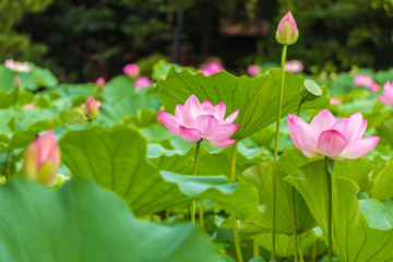 Obraz na płótnie Canvas The Lotus Flower.Background is the lotus leaf and lotus flower and lotus bud and tree.Shooting location is the Sankeien in Yokohama, Kanagawa Prefecture Japan.