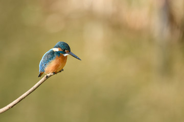 止まり木のカワセミ