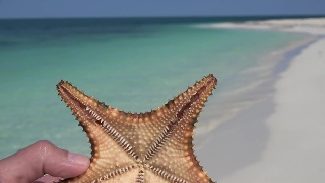 Hand with the  cushion starfish (Oreaster reticulatus). Caribbean, Cuba.
