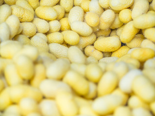 Life cycle of silkworm. Closeup of cocoon stage.