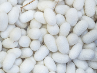 Life cycle of silkworm. Closeup of cocoon stage.