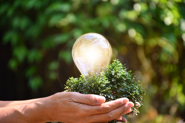 Hand of person holding light bulb and tree for idea or success or solar energy 