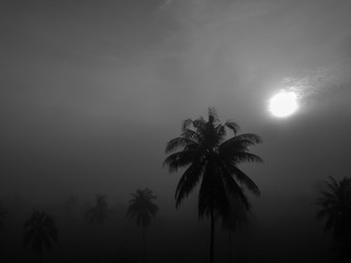 coconut trees with fog in dawn background