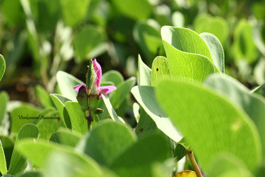 Budding Grasshopper