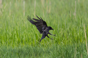 Carrion Crow landing (Corvus corone) with claws