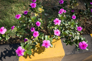 Periwinkle flower plant