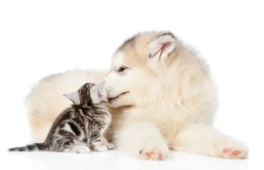 Fototapeta premium Puppy licking kitten. isolated on white background