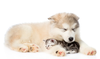 Puppy lying with a sleeping kitten. isolated on white background