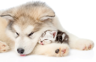 Puppy sleeping with kitten. isolated on white background