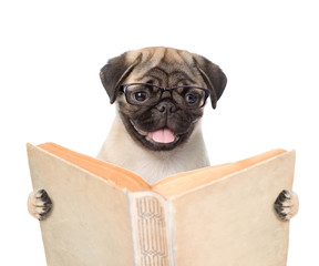 Pug puppy holding open book. isolated on white background