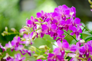 Fototapeta na wymiar Orchid beautiful in garden at Thailand