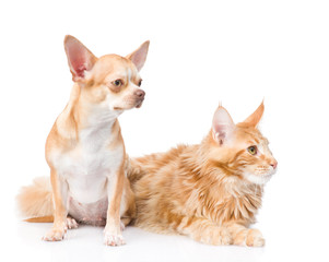 Chihuahua puppy and maine coon cat looking away. isolated on white 