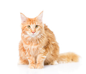 Maine coon cat sitting in front view. isolated on white background
