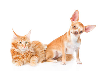 Little puppy and maine coon cat together. isolated on white 