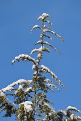Neuschnee auf den Ästen einer Hemlocktanne vor blauem Himmel