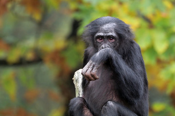 Bonobo