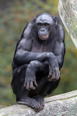 Fototapeta premium Bonobo