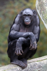 Fototapeta na wymiar Bonobo