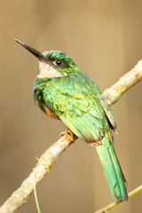 Rotschwanz-Glanzvogel