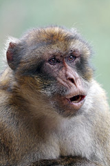 Berber monkey