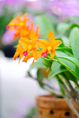 Orchid beautiful in garden at Thailand