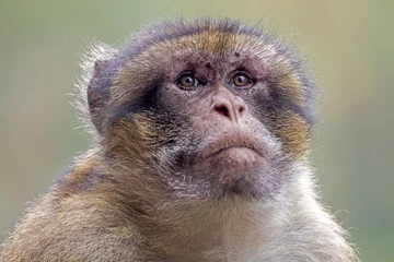 Papier Peint photo Lavable Singe Berber monkey