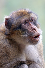 Berber monkey