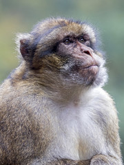 Barbary macaque