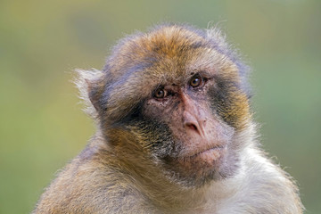 Berber monkey