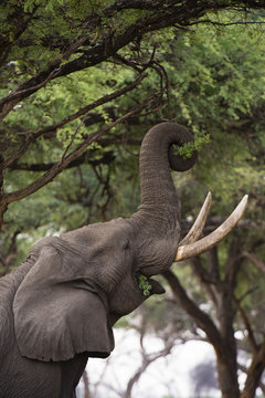An African elephant (Loxodonta africana) browsing on tree leaves, Khwai Concession, Okavango Delta, Botswana