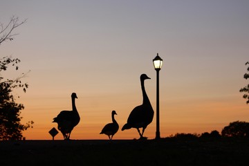Flocking to the Sunset