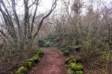 jeju stone park forest