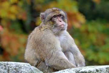 Berber monkey