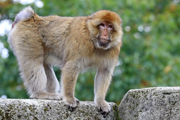 Berber monkey © Edwin Butter