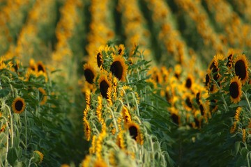 Sunflowers Rows