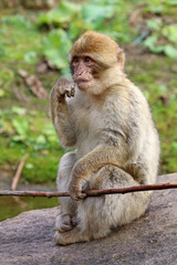 Naklejka na ściany i meble Berber monkey
