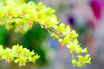 Orchid beautiful in garden at Thailand