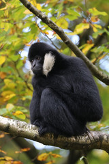 Gibbon