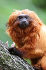 Golden lion tamarin
