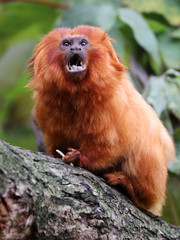 Obraz premium Golden lion tamarin