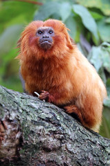 Golden lion tamarin