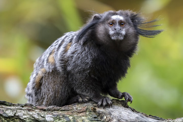 black-tufted marmoset