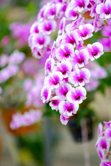 Obraz premium Orchid beautiful in garden at Thailand