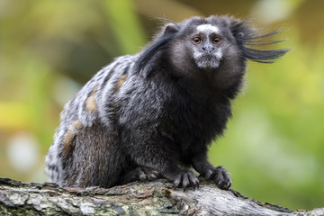 black-tufted marmoset