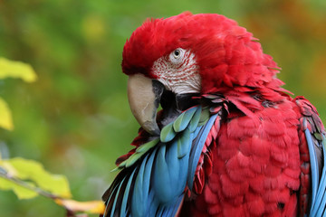 Macaw