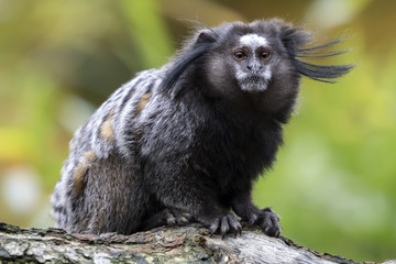 black-tufted marmoset