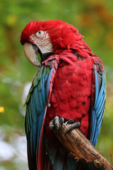Macaw