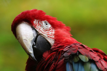 Macaw